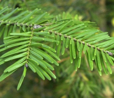 Balsam Fir Seeds (Abies balsamea) - 50+ Seeds
