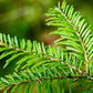 Balsam Fir Seeds (Abies balsamea) - 50+ Seeds