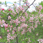 Prairie Crabapple Seeds (Malus ioensis) - Hardiness Zone 4 - 40+ Seeds