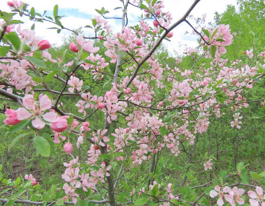 Prairie Crabapple Seeds (Malus ioensis) - Hardiness Zone 4 - 40+ Seeds
