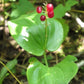 Canada Mayflower,  Wild Lily of the Valley (Maianthemum canadense) - 15+ Seeds
