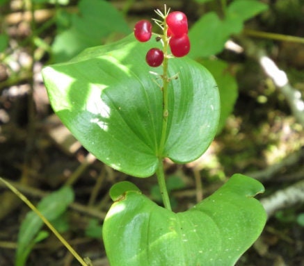 Canada Mayflower,  Wild Lily of the Valley (Maianthemum canadense) - 15+ Seeds