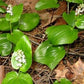 Canada Mayflower,  Wild Lily of the Valley (Maianthemum canadense) - 15+ Seeds