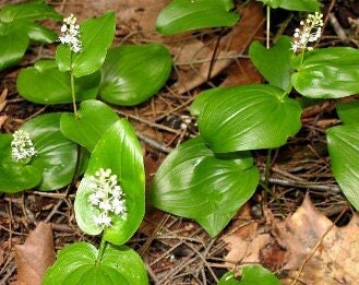 Canada Mayflower,  Wild Lily of the Valley (Maianthemum canadense) - 15+ Seeds