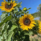 Muticolor Assorted Sunflower - 60+ Seeds