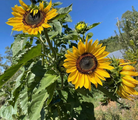 Muticolor Assorted Sunflower - 60+ Seeds