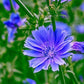 Chicory Seeds (Cichorium intybus) - 150+ Seeds