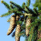 Semillas de Pícea Noruega (Picea abies) - Más de 40 semillas