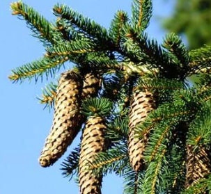 Semillas de Pícea Noruega (Picea abies) - Más de 40 semillas