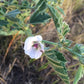 Marshmallow Seeds (Althaea officinalis, Common Marshmallow) - 150+ Seeds