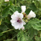 Marshmallow Seeds (Althaea officinalis, Common Marshmallow) - 150+ Seeds