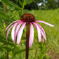 Echinacea Seeds (Echinacea pallida, Pale Purple Coneflower) - 40+ Seeds