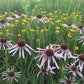 Echinacea Seeds (Echinacea pallida, Pale Purple Coneflower) - 40+ Seeds
