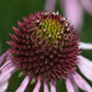 Echinacea Seeds (Echinacea pallida, Pale Purple Coneflower) - 40+ Seeds