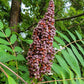 Graines de Sumac Glacé (Rhus glabra) - 100+ Graines
