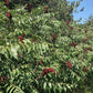 Graines de Sumac Glacé (Rhus glabra) - 100+ Graines