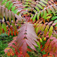 Graines de Sumac Glacé (Rhus glabra) - 100+ Graines
