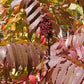 Graines de Sumac Glacé (Rhus glabra) - 100+ Graines