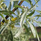 Semillas de Olivo Ruso (Elaeagnus angustifolia) - 50+ Semillas