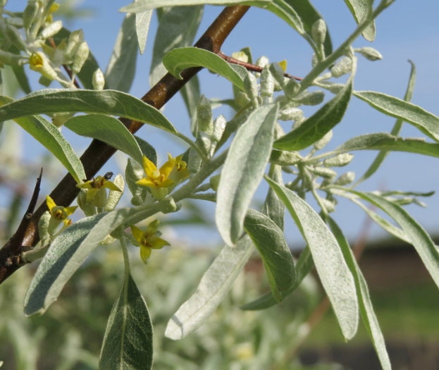 Russian Olive Seeds (Elaeagnus angustifolia) - 30+ Seeds