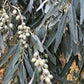 Semillas de Olivo Ruso (Elaeagnus angustifolia) - 50+ Semillas