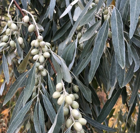 Russian Olive Seeds (Elaeagnus angustifolia) - 30+ Seeds