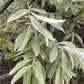 Semillas de Olivo Ruso (Elaeagnus angustifolia) - 50+ Semillas