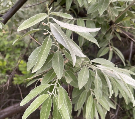 Graines d'olivier russe (Elaeagnus angustifolia) - 50+ graines