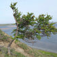 Dahurian Larch (Larix gmelinii, Olga Bay Larch) - Zone 1 - 75+ Seeds