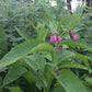 Consoude (Symphytum officinale) - Zone 3 - Vivace - 10+ Graines