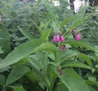 Comfrey (Symphytum officinale) - Zone 3 - Perennial - 10+ Seeds