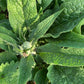 Consoude (Symphytum officinale) - Zone 3 - Vivace - 10+ Graines
