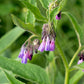 Consoude (Symphytum officinale) - Zone 3 - Vivace - 10+ Graines