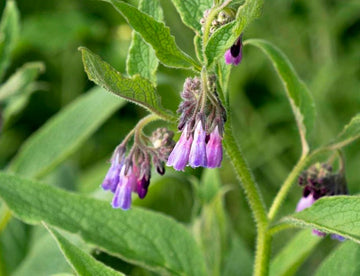 Consuelda (Symphytum officinale) - Zona 3 - Perenne - Más de 10 semillas