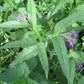 Consoude (Symphytum officinale) - Zone 3 - Vivace - 10+ Graines