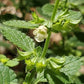 Mélisse (Melissa officinalis) - Annuelle / Vivace Zone 4 - 500+ Graines