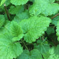 Mélisse (Melissa officinalis) - Annuelle / Vivace Zone 4 - 500+ Graines