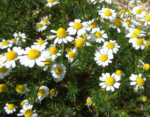 German Chamomile (Matricaria chamomilla, Wild Chamomile) - Annual - 1000+ Seeds