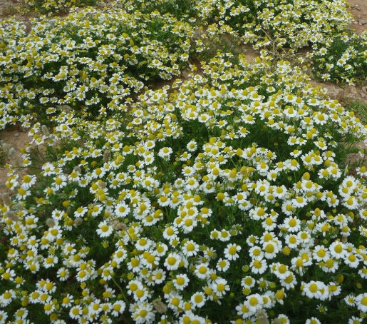 German Chamomile (Matricaria chamomilla, Wild Chamomile) - Annual - 1000+ Seeds