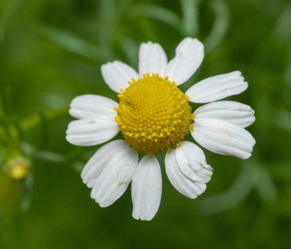 German Chamomile (Matricaria chamomilla, Wild Chamomile) - Annual - 1000+ Seeds