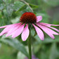 Echinacea Seeds (Echinacea purpurea, Purple Coneflower) - Perennial Flower - Medicinal Plant - Zone 3 - 40+ Seeds