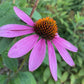 Echinacea Seeds (Echinacea purpurea, Purple Coneflower) - Perennial Flower - Medicinal Plant - Zone 3 - 40+ Seeds