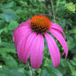 Echinacea Seeds (Echinacea purpurea, Purple Coneflower) - Perennial Flower - Medicinal Plant - Zone 3 - 40+ Seeds