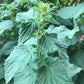 Graines d'ortie piquante (Urtica dioica) - Vivace - Zone 3 - 1000+ graines