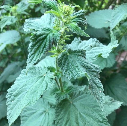 Stinging Nettle Seeds (Urtica dioica) - Perennial - Zone 3 - 1000+ Seeds