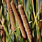 Semillas de Totora (Typha angustifolia, Totora de hoja estrecha) - Perenne - Zona 3 - Más de 1000 semillas