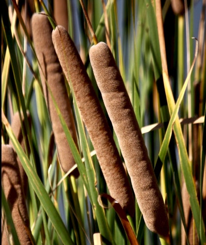 Cattail Seeds (Typha angustifolia, Narrow-leaved Cattail) - Perennial - Zone 3 - 1000+ Seeds