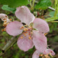 Prairie Crabapple Seeds (Malus ioensis) - Hardiness Zone 4 - 40+ Seeds