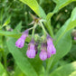 Consoude (Symphytum officinale) - Zone 3 - Vivace - 10+ Graines