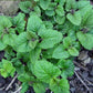 Mélisse (Melissa officinalis) - Annuelle / Vivace Zone 4 - 500+ Graines